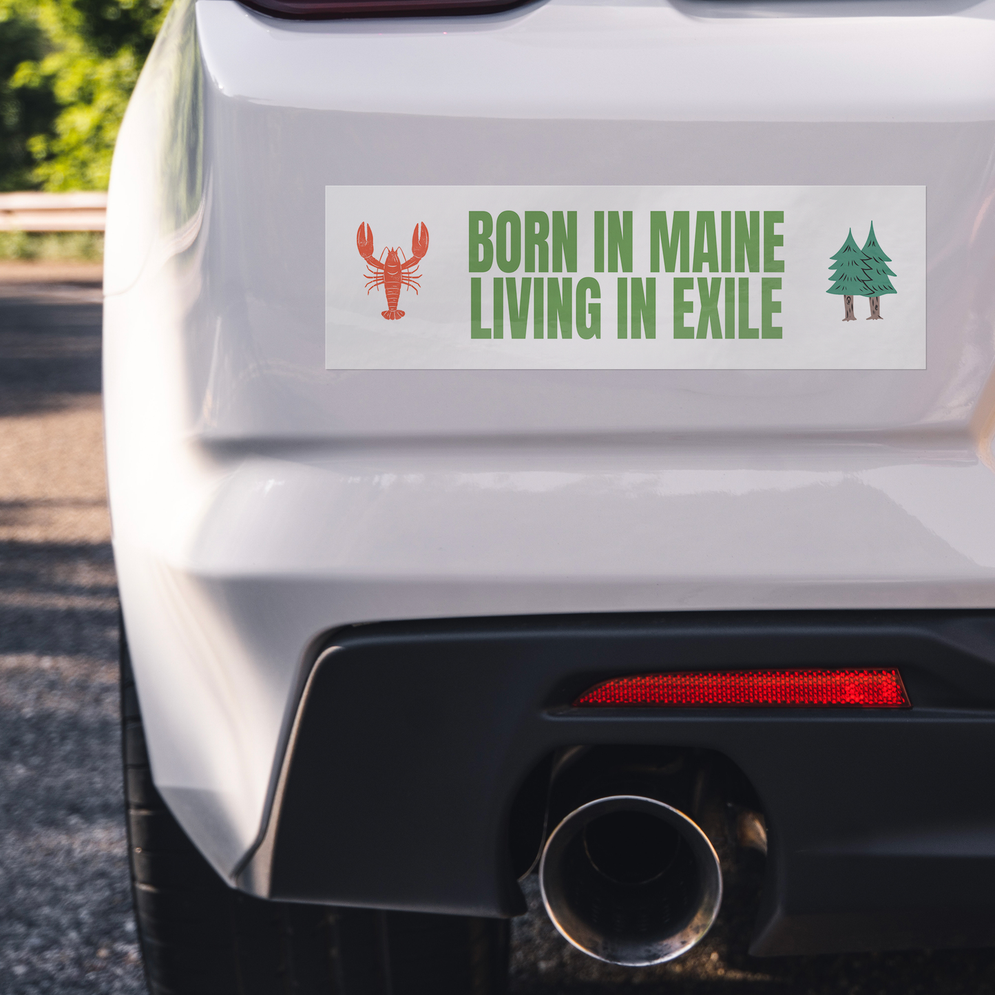 Born in Maine, Living In Exile Bumper Sticker: White