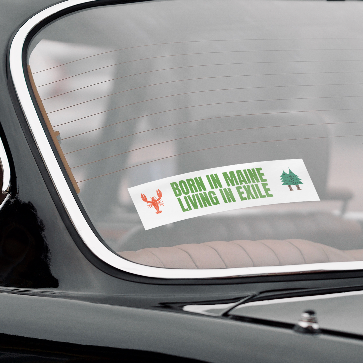Born in Maine, Living In Exile Bumper Sticker: White